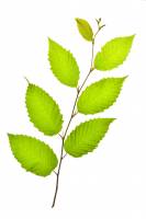 Charme - rameau avec feuilles (Carpinus betulus) 